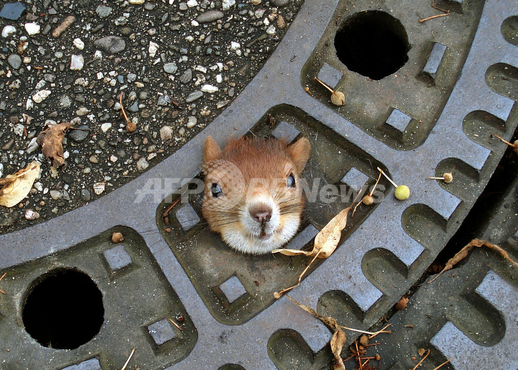 マンホールにリスが詰まった ドイツ北部で救助大作戦 写真1枚 国際ニュース Afpbb News