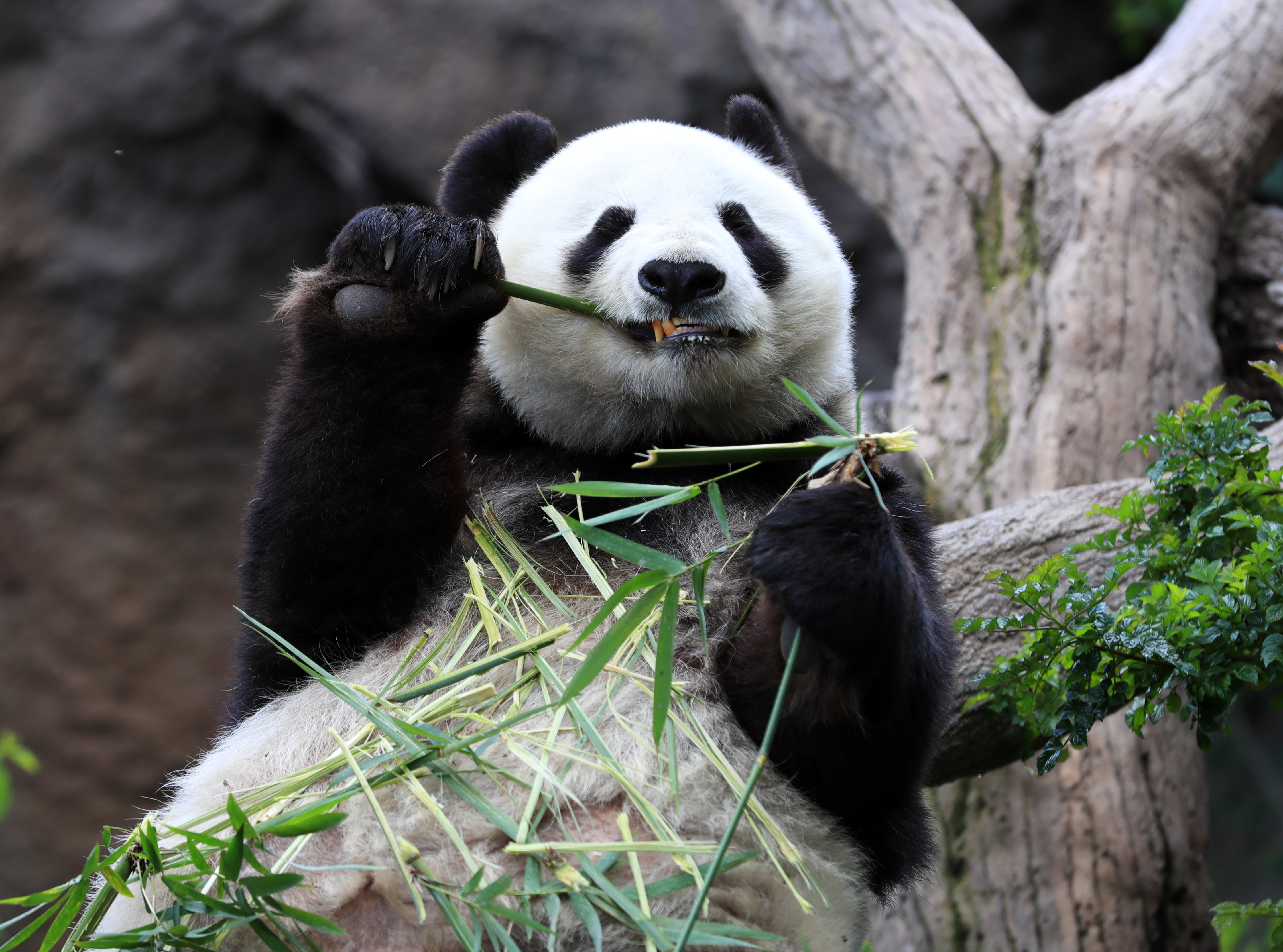 米サンディエゴ動物園でパンダの お別れパーティー 開催 写真13枚 国際ニュース Afpbb News