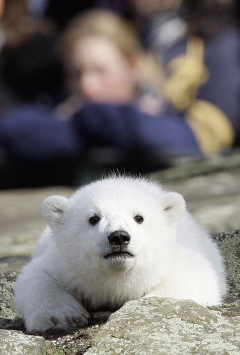 img_bf85afb4528eb536616a96de39