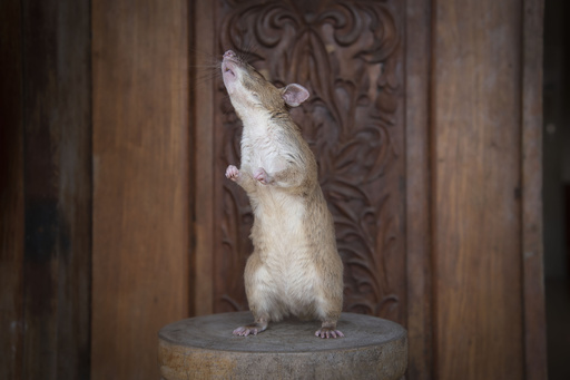 地雷除去に貢献のネズミに金メダル、英団体が動物界最高の賞授与 写真8