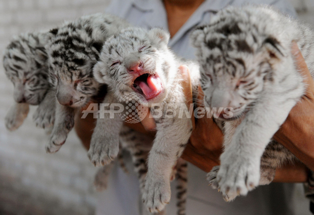 生まれたばかりのホワイトタイガーの赤ちゃん、初公開 写真1枚 国際