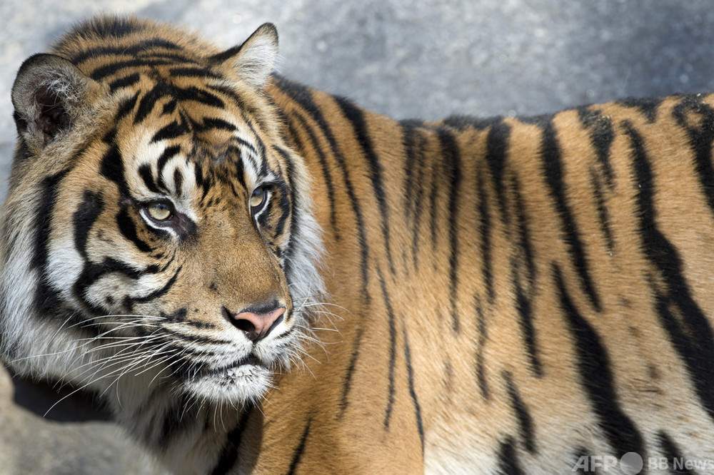 動物園のトラ2頭逃げる、1頭射殺 飼育員死亡 インドネシア