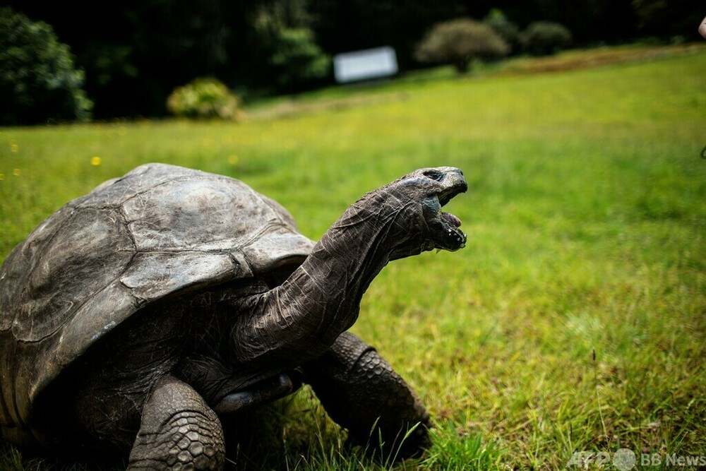 世界最高齢のカメ、推定190歳に 写真2枚 国際ニュース：AFPBB News