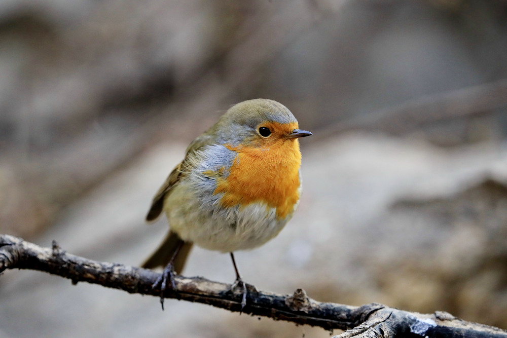 珍しいヨーロッパコマドリが飛来 北京市 写真3枚 国際ニュース：AFPBB News