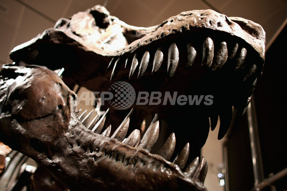 鳥と恐竜は近縁、6800万年前の化石から証拠発見 - 米国 写真1枚 国際