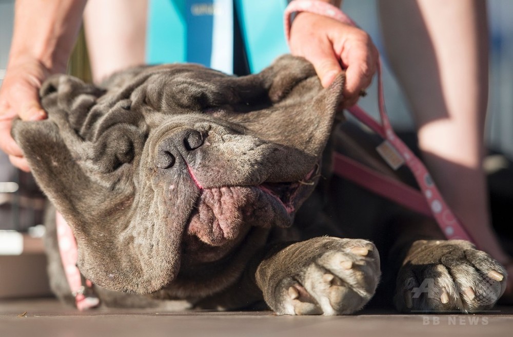 世界一醜い犬コンテスト 今年もぶさかわワンコが大集合 米 写真13枚 国際ニュース Afpbb News