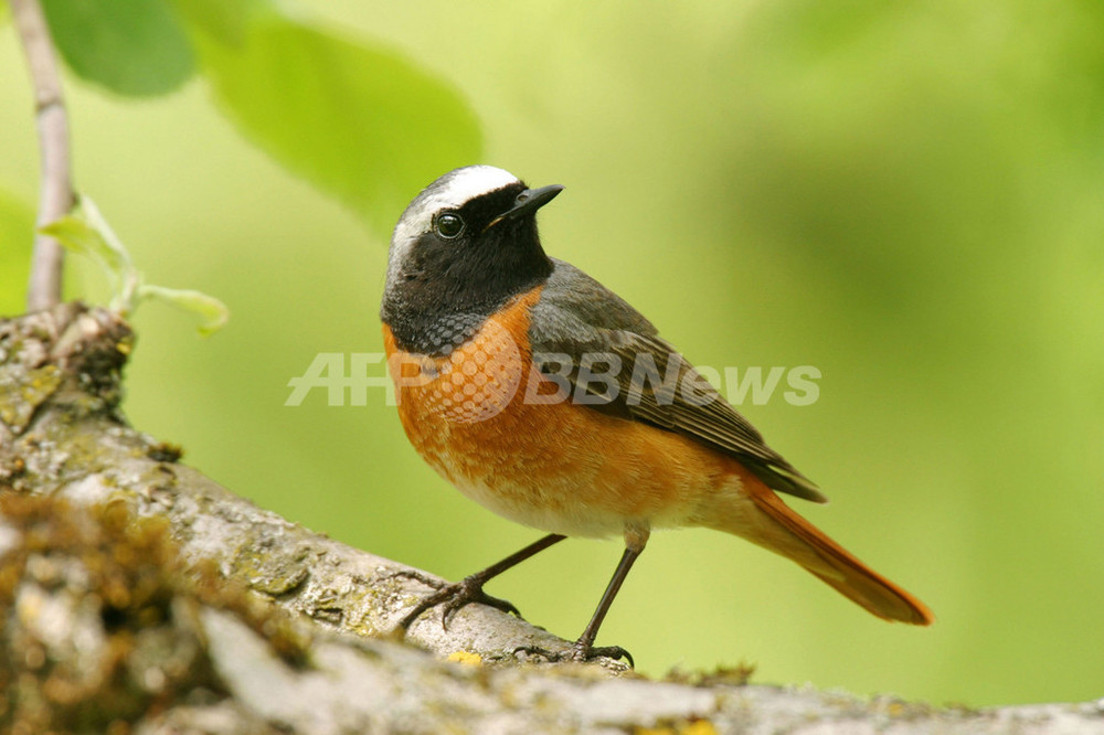 「2011年の鳥」はシロビタイジョウビタキ、独環境保護団体 写真2枚 国際ニュース：AFPBB News