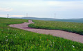シリンゴル盟ウラガイ管理区の草原に咲く野の花（2020年7月3日撮影）。(c)Xinhua News