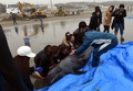 茨城県鉾田市の海岸で、打ち上げられたカズハゴンドウをシートで海へ戻そうとする地元の人たち（2015年4月10日撮影）。(c)AFP/TOSHIFUMI KITAMURA