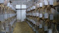 カゴの中で飼育されるアンゴラウサギ。仏動物愛護団体「ワンボイス」公開（撮影日・撮影場所不明、2016年9月15日公開）。(c)AFP/ONE VOICE