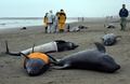 茨城県鉾田市の海岸で、打ち上げられた130頭以上のカズハゴンドウを救出しようとする地元の人たち（2015年4月10日撮影）。(c)AFP/TOSHIFUMI KITAMURA