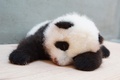 台湾の台北市立動物園（Taipei City Zoo）で生まれたジャイアントパンダの赤ちゃんの最新写真が公開された。

台湾で初めて誕生したこのパンダの赤ちゃんは、母親の円円（ユエンユエン、Yuan Yuan）と父親の団団（トアントアン、Tuan Tuan）の間で数回にわたって行われた人工授精により、7月7日に誕生した（2013年9月26日公開）。(c)AFP/Taipei City Zoo