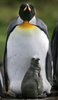 南大西洋のフォークランド諸島で撮影されたキングペンギンの親子（2007年3月23日撮影、資料写真）。(c)AFP PHOTO / DANIEL GARCIA