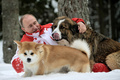 ロシア・モスクワ（Moscow）郊外の大統領公邸で2頭の犬と戯れるウラジーミル・プーチン（Vladimir Putin）大統領。写真が撮影されたのは3月24日。2頭のうち1頭は秋田県から贈呈された秋田犬の「ゆめ」（手前）で、昨年6月にメキシコで開かれた主要20か国・地域（G20）首脳会議で当時の野田佳彦（Yoshihiko Noda）首相がプーチン大統領に贈呈を申し出たことから実現した。もう1頭はブルガリアから贈られた「バフィー」（2013年3月24日撮影）。(c)AFP/RIA NOVOSTI/PRESIDENTIAL PRESS SERVICE/ALEXEY DRUZHINYN