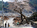 東日本大震災の発生から1か月が過ぎた被災地。写真は岩手県大槌町で、桜の木の下を歩く女性たち（2011年4月18日撮影）。(c)AFP/TOSHIFUMI KITAMURA

&lt;a href=&quot;http://www.afpbb.com/article/disaster-accidents-crime/disaster/2790111/6954516&quot;&gt;&lt;b&gt;【写真特集】地震に襲われた各地の様子&lt;/b&gt;&lt;/a&gt;