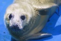 横浜・八景島シーパラダイスで一般公開されたハイイロアザラシの赤ちゃん（2023年4月5日撮影）。(c)Kazuhiro NOGI / AFP