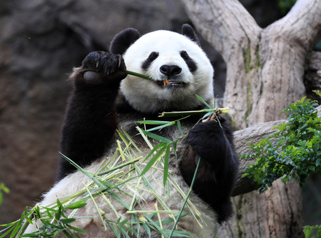 米サンディエゴ動物園でパンダの「お別れパーティー」開催 写真13枚