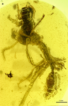 昆虫が琥珀の中にいる化石 虫入り琥珀（Insects in Amber）｜化石販売・鉱物販売の東京