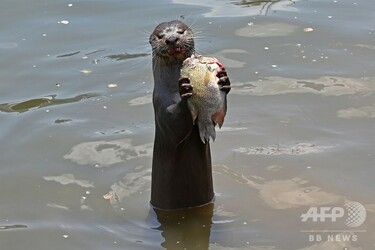 お魚くわえた…カワウソ、シンガポールで都会暮らし満喫 写真10枚 国際