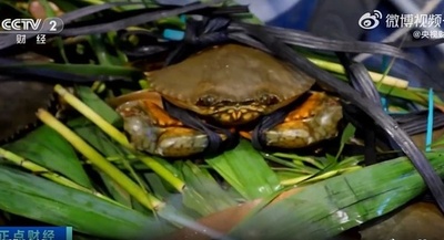 「蟹の王様」黄油蟹 今が旬 1匹4万円も