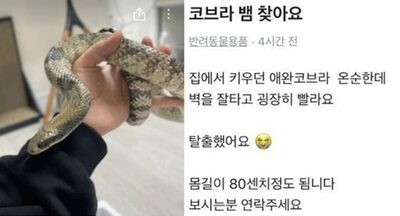韓国で「コブラが脱走、探しています」…体長80センチ、近隣住民に広がる不安