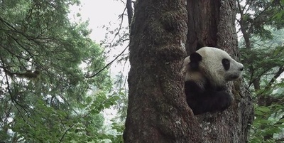 ジャイアントパンダ国家公園開園1周年：四川省では、どのような業務が行われてきたのか