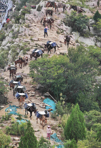 現在も活躍する「馬部隊」 中国・済南の山頂に資材運び
