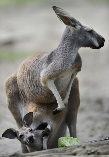 おなかのポケットからお外を偵察、カンガルーの赤ちゃん