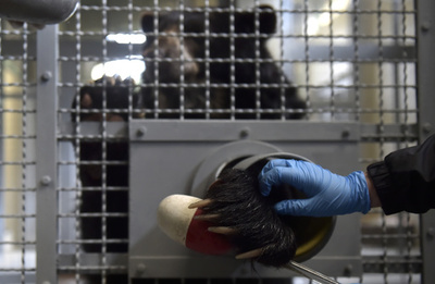 【今日の1枚】大事なスキンシップ、休園中の動物園