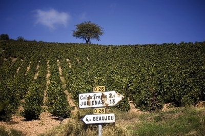 ワインに砂糖添加、生産者の裁判始まる フランス