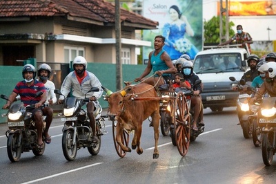 バイクや車に交じり公道駆ける、新年牛車レース スリランカ