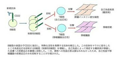【日本大学】必要な免疫を残し、有害な免疫だけを狙い撃つ新治療法～動物実験で有効性を実証 日大歯学部など～