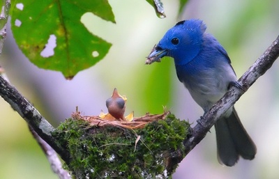 パパも子育て奮闘中！ ひなに餌やるクロエリヒタキ 台湾