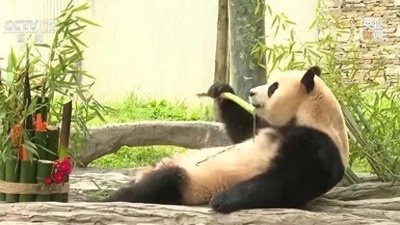 パンダ基地規則に違反してペットを持ち込んだ観光客4人 終身立ち入り禁止に