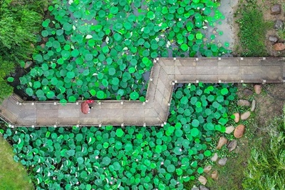 【今日の1枚】初夏の彩り、ハスの散策路 中国