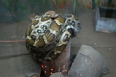 インドで寒波、電球熱利用のヘビ用防寒装置も登場