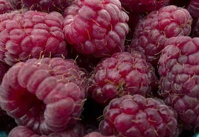 豪州で9人がA型肝炎、中国で加工の冷凍ベリーが原因か