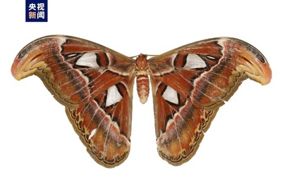 中国南部の大桂山で世界最大のガ類、ヨナグニサンが発見