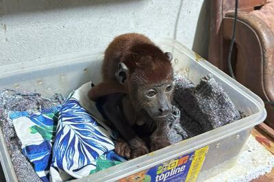 ペルー警察、アマゾン動物密輸組織を摘発 容疑者12人拘束