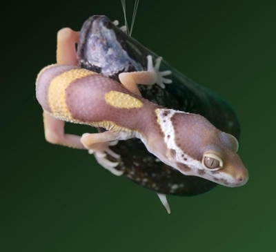 ヤモリの足をまねた接着剤開発、米研究