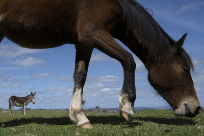 「気高い動物」を食用処理 ウルグアイで馬救出の取り組み