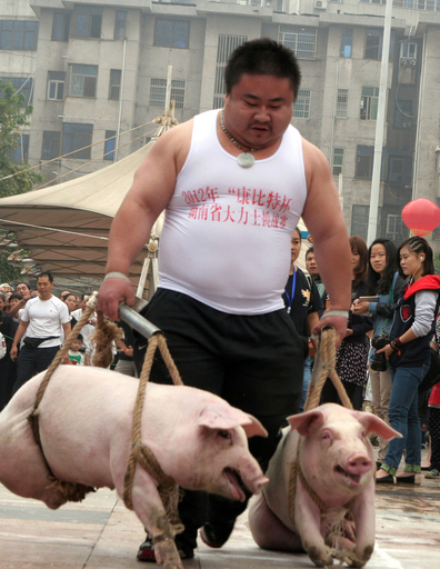 台湾の 神豚祭り 1等ブタは700キロ超 動物保護団体は非難 写真8枚 国際ニュース Afpbb News