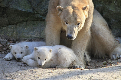 ドキドキ動物園デビュー！双子のホッキョクグマ、チェコ