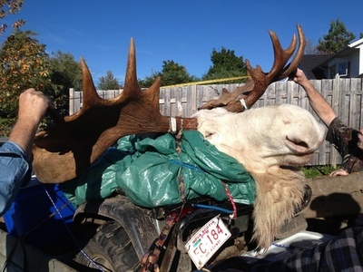 「悪いこと起きる」、白いヘラジカ撃ったハンターに批判集中