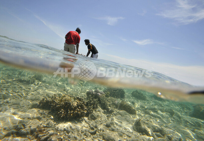 海洋公園でサンゴの養殖、タイマイの繁殖地を守れ インドネシア