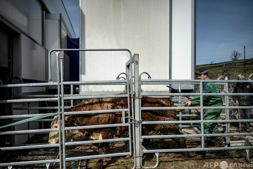 スペイン、食肉処理場に監視カメラ設置義務付けへ