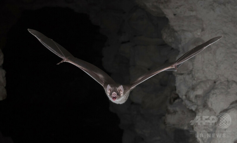 吸血コウモリは 進化の成功者 研究 写真1枚 国際ニュース Afpbb News