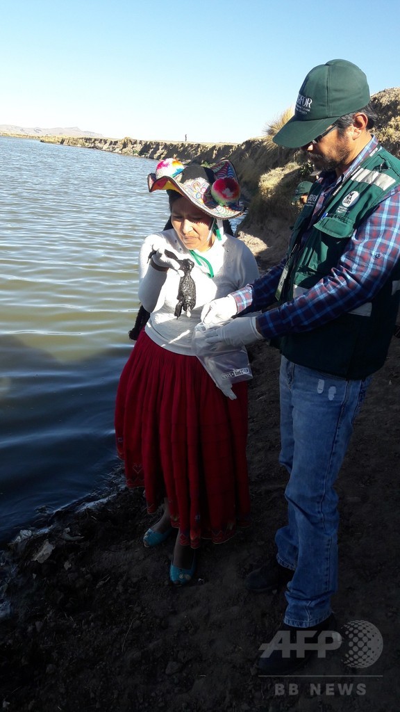 絶滅危惧種のカエル1万匹、ペルーの川で大量死