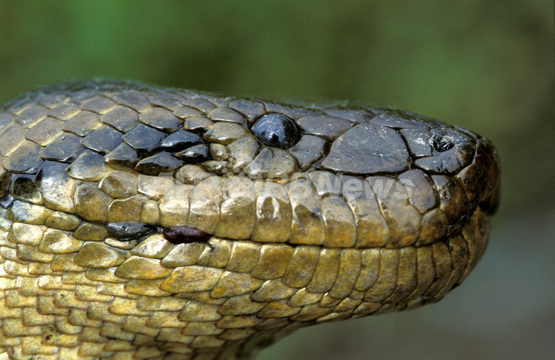 南米アマゾンは新種生物の宝庫、WWF報告書