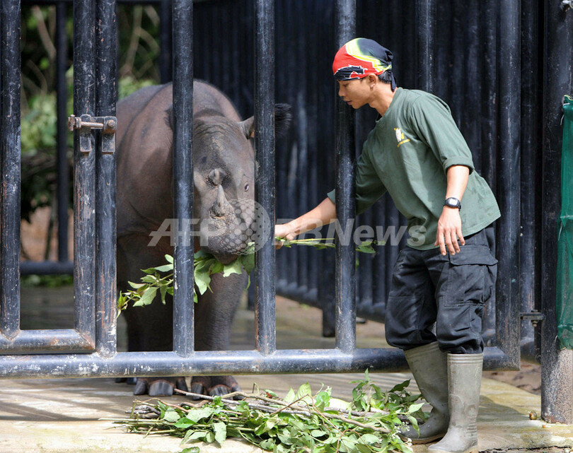 飼育環境で生まれたスマトラサイとしては100年ぶりに野生へ インドネシア 写真7枚 国際ニュース Afpbb News